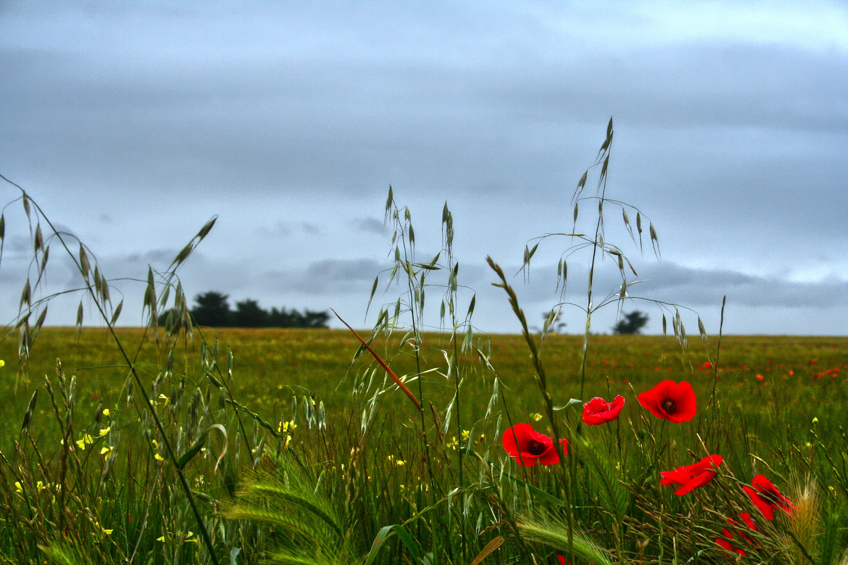 Coquelicots ile de Ré